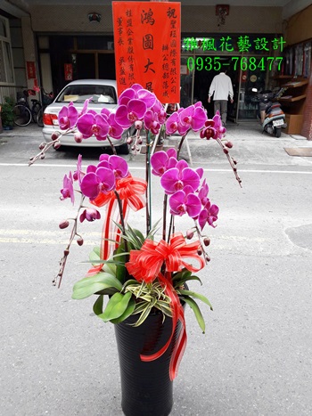 彰化縣溪州鄉花店開幕蘭花盆栽外送服務,竹塘花店