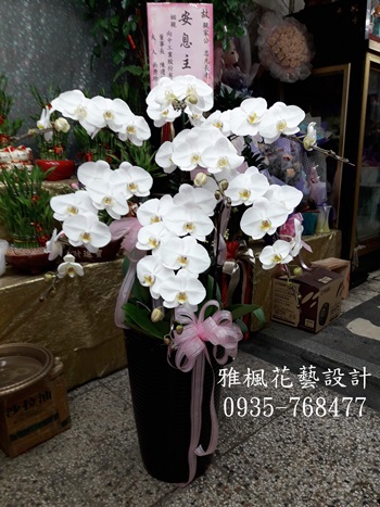 草屯鎮花店追思蘭花盆栽鹿谷鄉花店_社頭鄉生命禮儀管理所蘭花盆栽外送_送蘭花到社頭朝興殯儀館