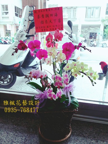 雅楓花店斗六花店喜慶蘭花盆栽,雲林縣西螺鎮花店蘭花盆栽開幕喜慶