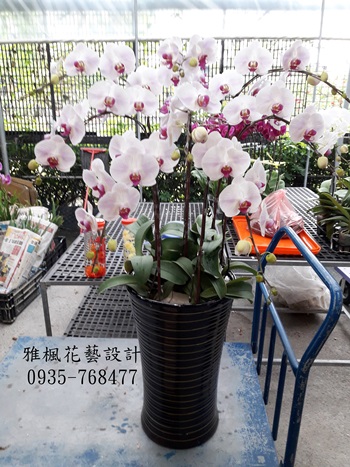雲林縣林內鄉花店朋友家人過世致哀蘭花,雲林縣二崙鄉花店