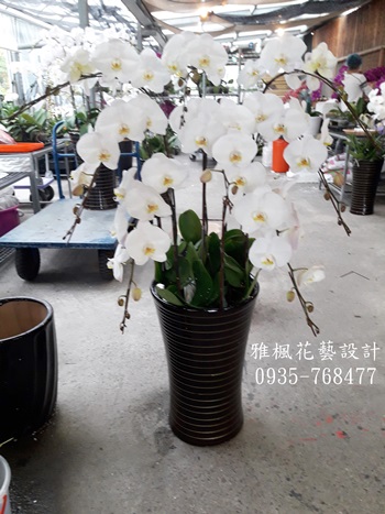 雲林縣北港鎮花店,雲林縣褒忠鄉花店白色蘭花追思場合
