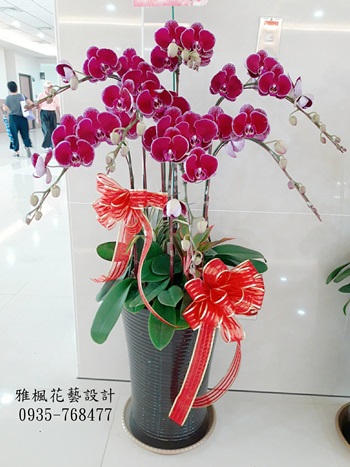 雲林花店開幕蘭花社頭花店,大城花店喜慶蘭花南投花坊