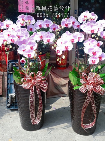 鹿港花店便宜蝴蝶蘭花外送服務,秀水花店