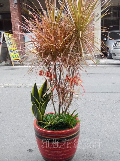 員林市花店雅楓花藝_北斗鎮花店_開幕盆栽二水鄉花店