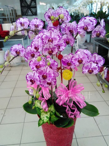 彰化縣埔鹽鄉花店,彰化縣福興鄉花店,開幕蘭花盆栽南投市花店