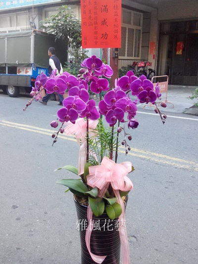口湖花店分局長榮任蘭花盆栽,水林花店,開幕蘭花盆栽雅楓花店