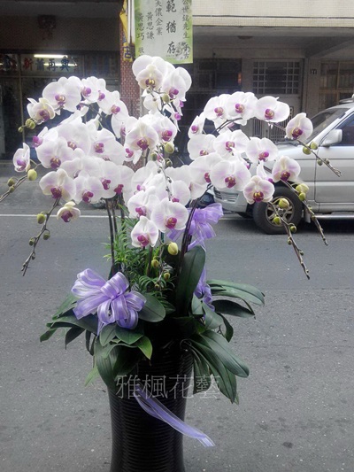 粉色蝴蝶蘭花盆栽秀水花店，埔鹽花店，鹿港花店