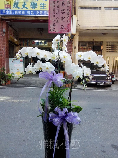 田中花店送朋友父親過世蘭花盆栽,