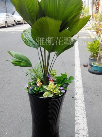 大埤花店,土庫花店,祝賀演出成功盆栽北港花店
