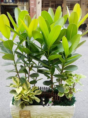 南投市花店,元長花店,開幕擴大盆栽斗六花店