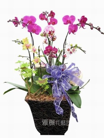 員林市花店,虎尾鎮花店朋友開幕送蘭花盆栽,彰化花店