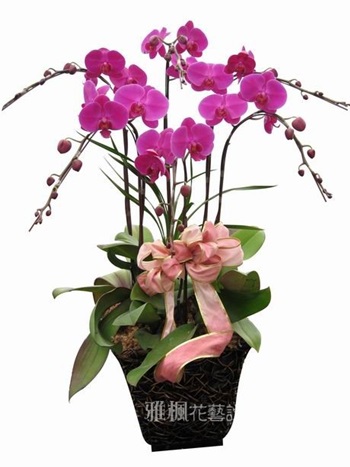 榮升蘭花盆栽二水鄉花店,埔心鄉花店,線西鄉花店
