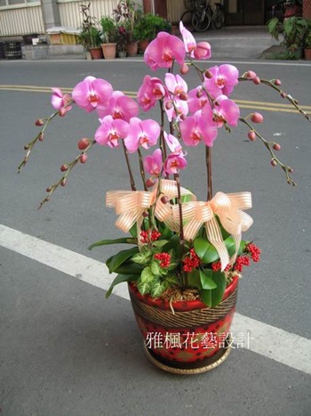雅楓花店,花壇鄉花店送親戚新居落成蘭花盆栽,大村鄉花店
