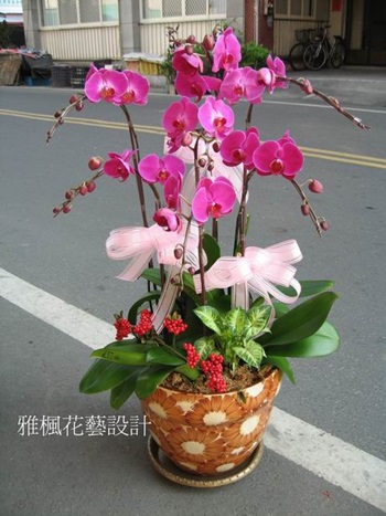 溪州鄉花店,祝賀高考及格蘭花盆栽竹塘鄉花店,芳苑鄉花店