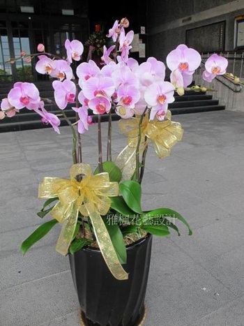 演出成功花盆南投市花店,草屯鎮花店,名間鄉花店