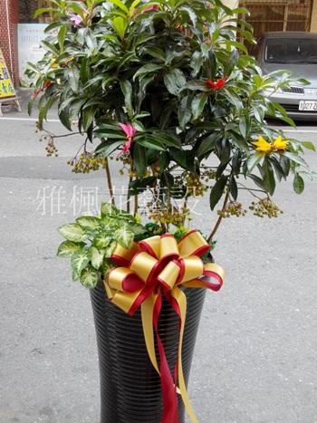 竹山鎮花店,國姓鄉花店,水里鄉花店朋友開店送綠色盆栽