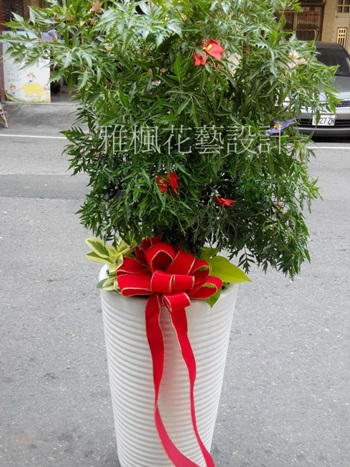 雅楓花店,信義鄉花店,中興新村花店好照顧植栽送親戚開店