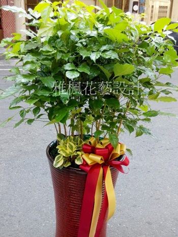 展覽賀禮盆栽彰化花店,中寮鄉花店,魚池鄉花店開幕植栽