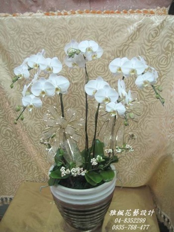 永靖花店_北港鎮花店弔唁蘭花盆栽