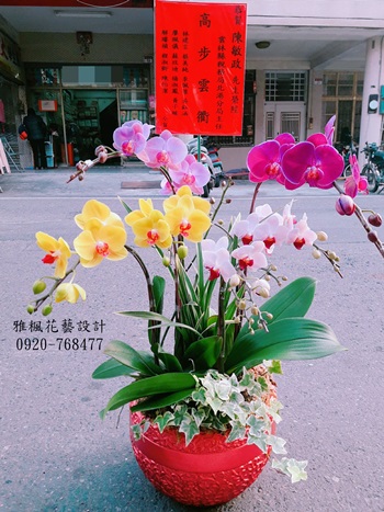 員林市雅楓花店,南投縣鹿谷鄉花店,表演成功蘭花盆栽南投縣埔里鎮花店