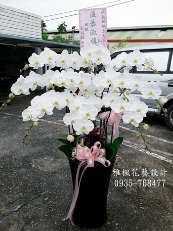 雲林縣四湖鄉花店,雲林縣斗南鎮花店喪事白色蘭花盆栽