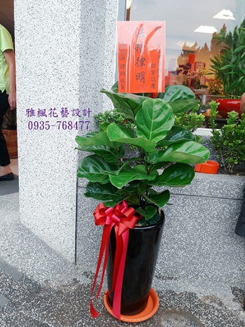 新居落成盆栽竹塘鄉花店,芳苑鄉花店多肉盆栽送開幕誌慶