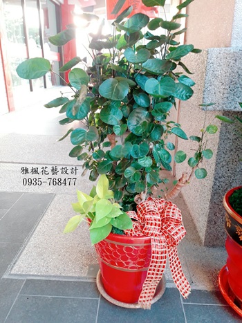 四湖花店便宜盆栽祝開店，朋友開店送盆栽二崙花店代送服務