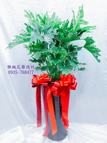 彰化市花店開幕盆栽免外送費,埔鹽花店