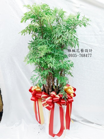 彰化縣北斗鎮花店代送喬遷誌慶盆栽,彰化縣員林市花店