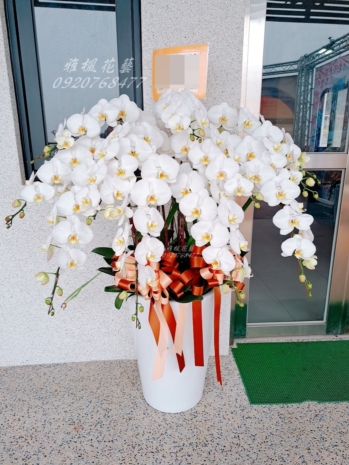 台中市蘭花盆栽外送服務